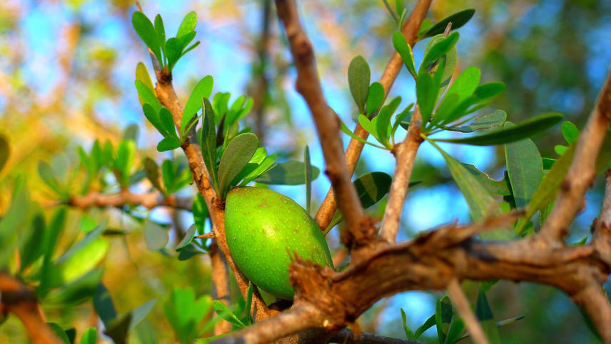 huile argan contre la chute de cheveux