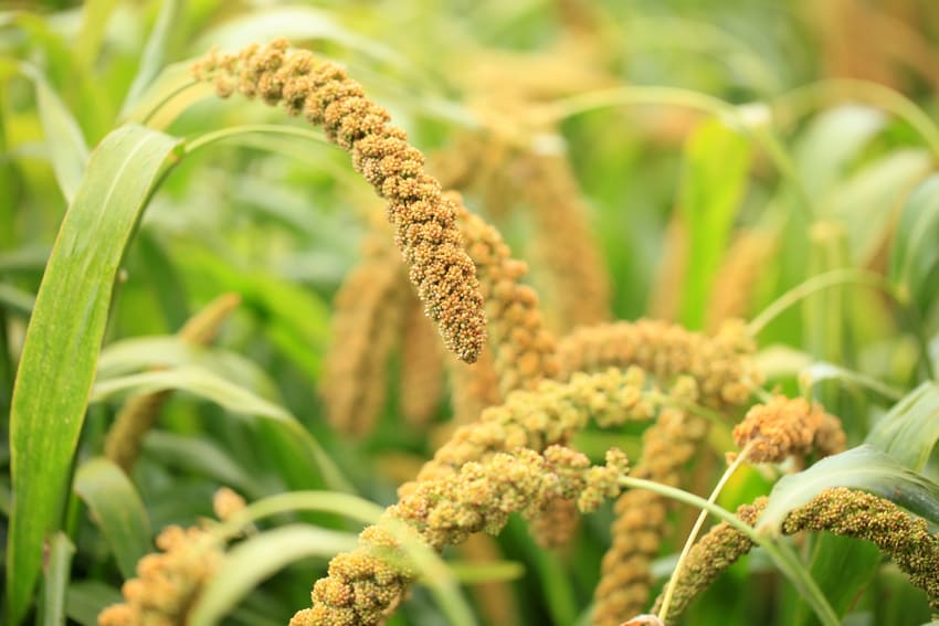 Le millet, constituant principal du Priorin, est une plante ancienne connue pour ses bienfaits pour les cheveux