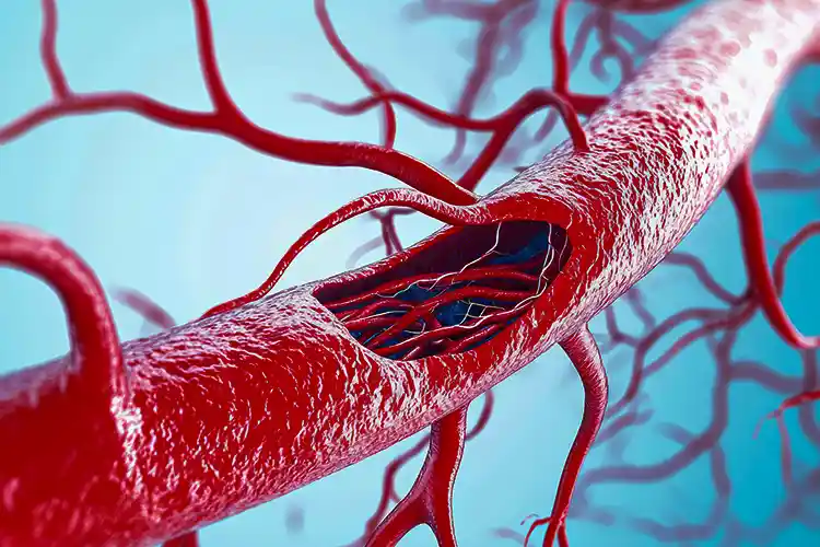 La microcirculation sanguine dans les follicules pileux jouent un rôle dans la pousse capillaire
