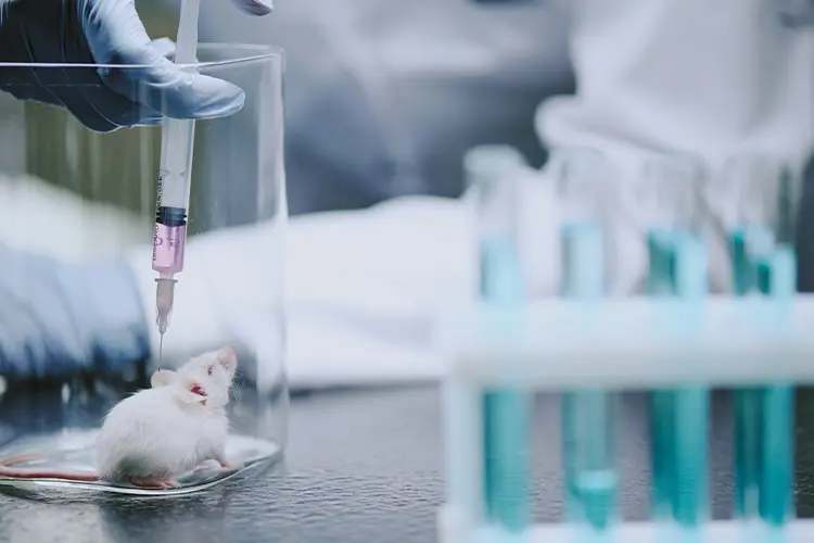 Souris dans un verre qui reçoit une seringue pour un teste animal pour une étude scientifique