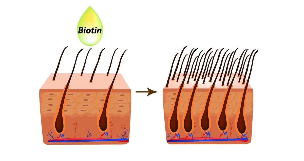 Biotin gegen Haarausfall – Wie gut wirkt das Vitamin wirklich