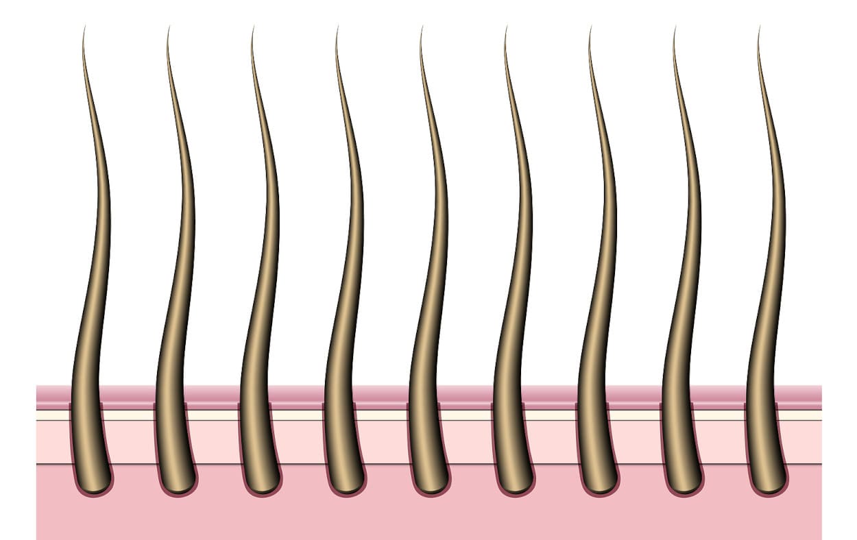 Abbildung einer Nahaufnahme von Haaren mit Wurzeln