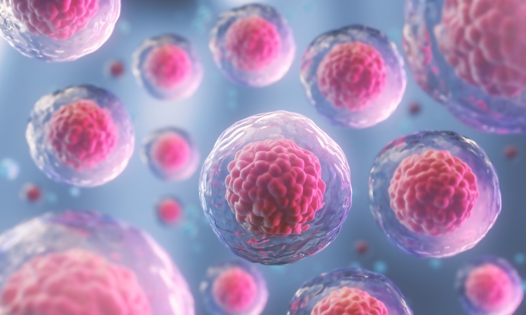Stammzellen kommen in der Zukunft der Haartransplantation vor