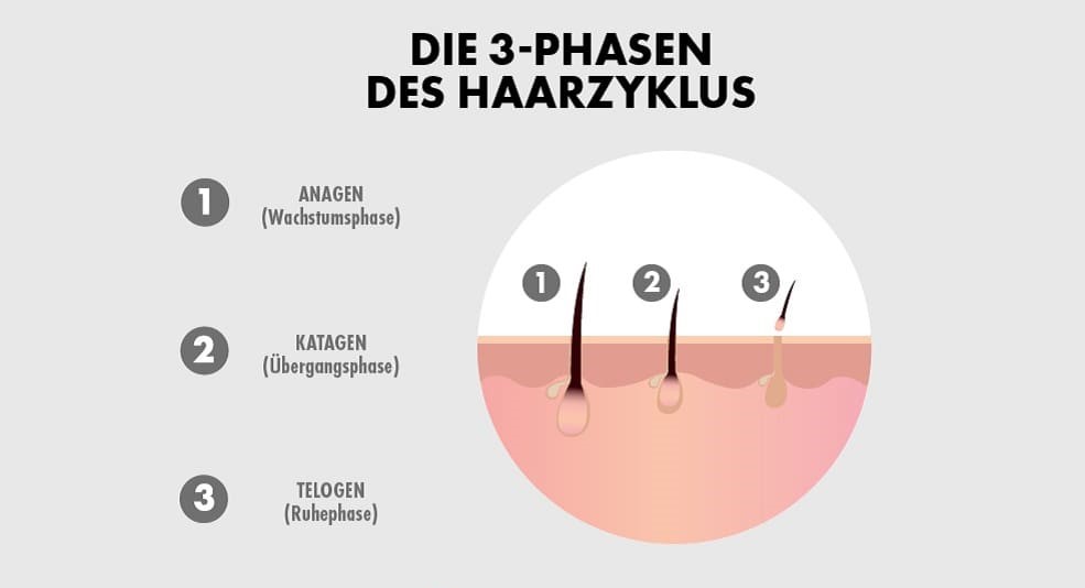 Grafik zu den drei Phasen des Haarzyklus