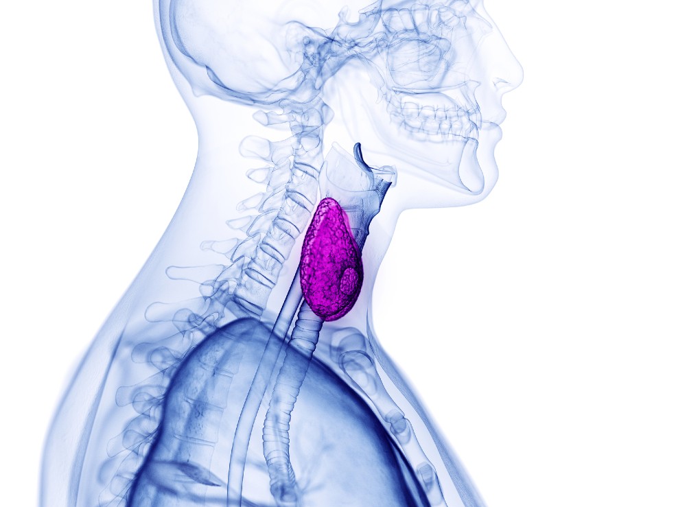 Dónde está la tiroides, la glándula causante del hipotiroidismo.