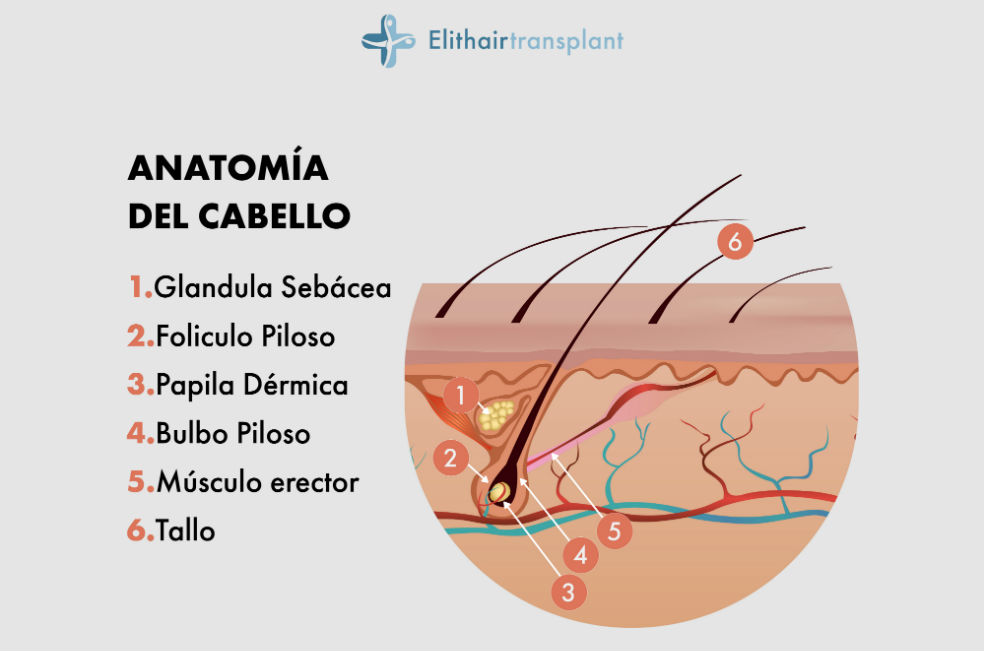 Foliculo Piloso Que Es Que Rol Cumple En Un Implante Capilar