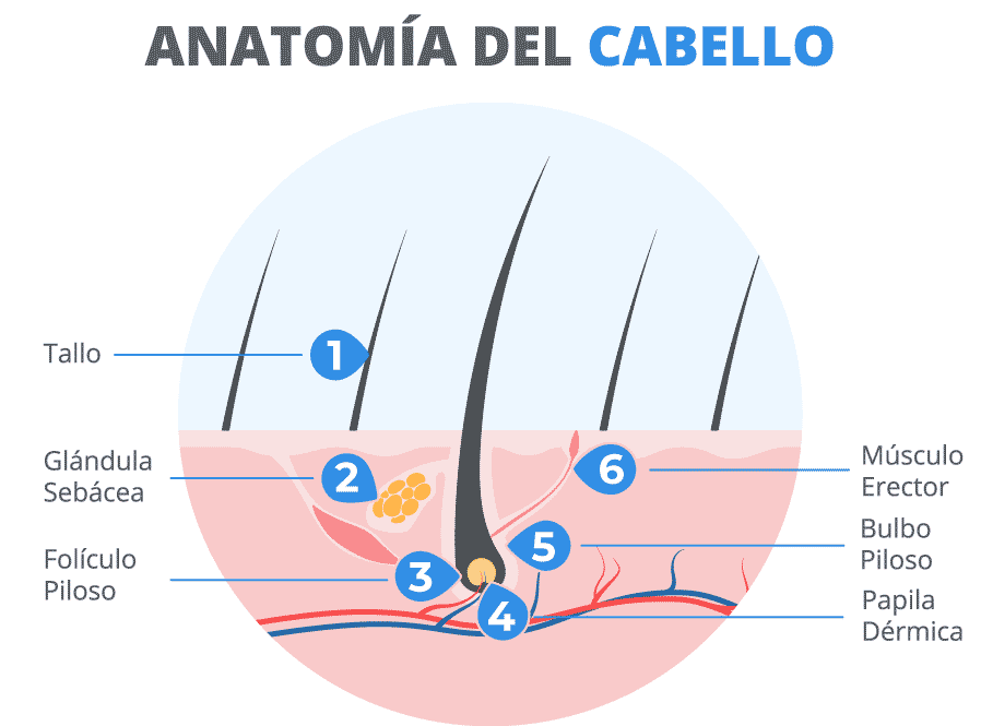 Infografía de la anatomía del cabello.