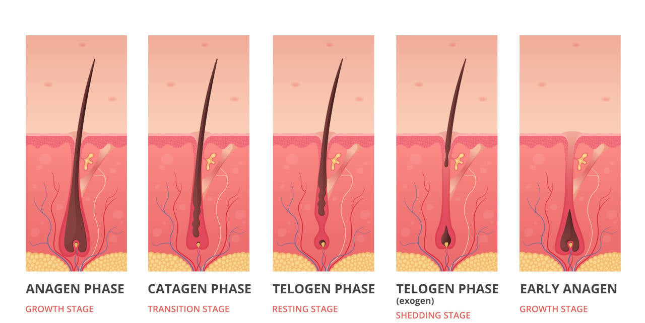 here are the 4 stages of the human hair life cycle