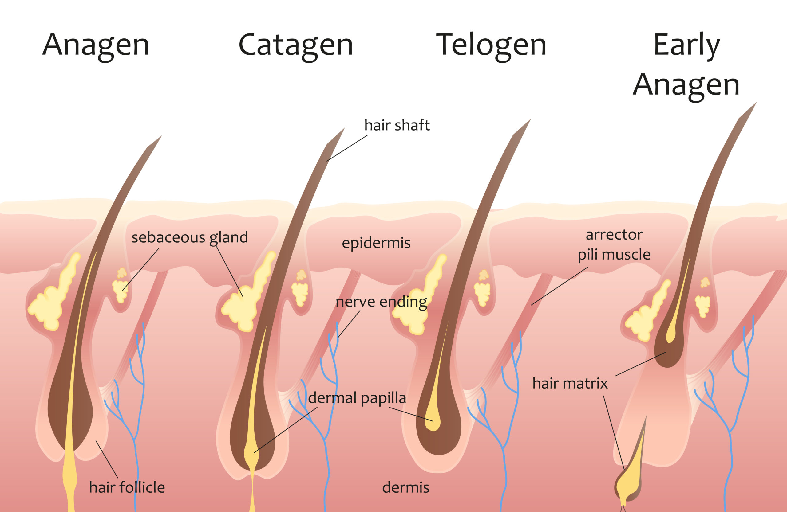 Root Hair What Are The 5 Things That Strengthen Hair Elithair